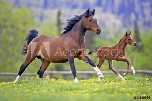 Picture of Bay Mare Horse  and Foal galloping together in spring meadow